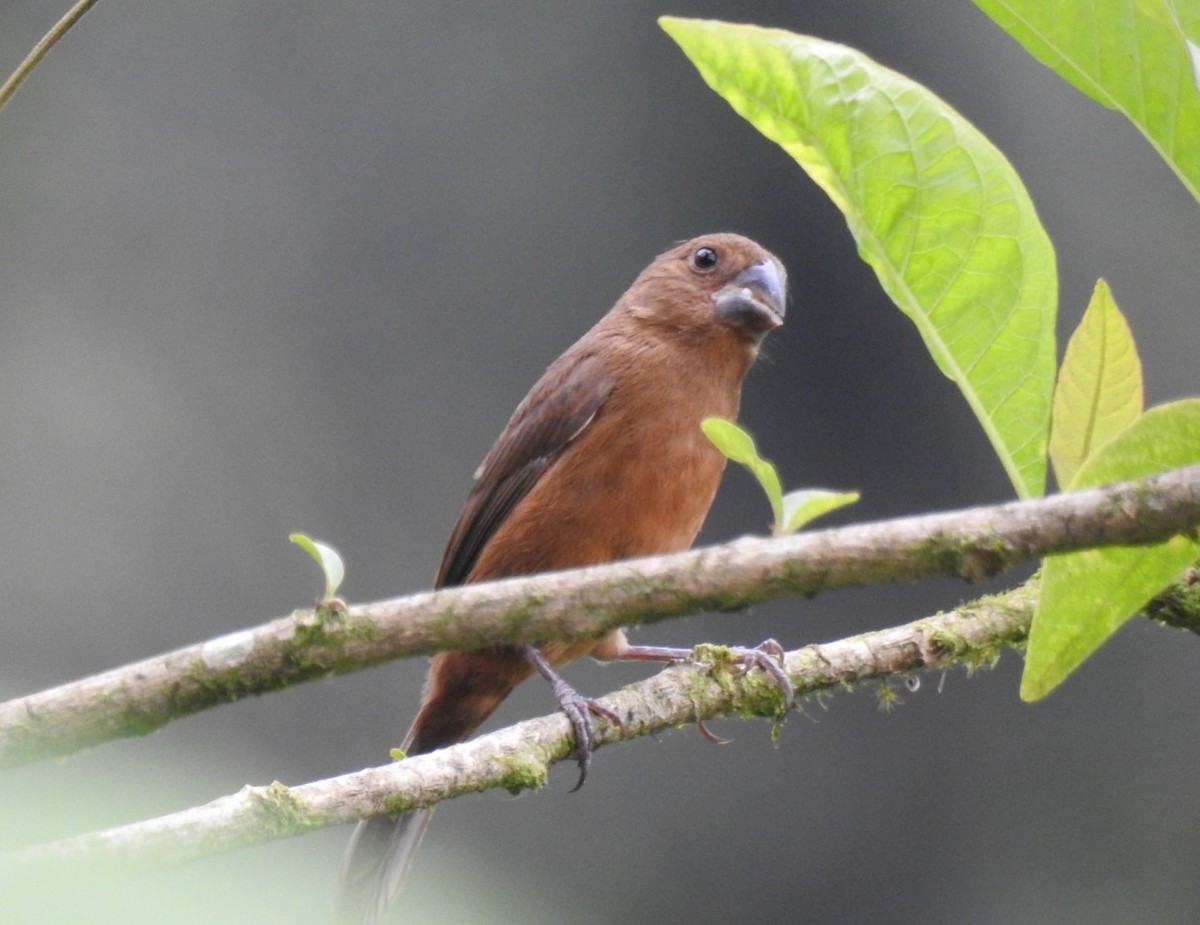 Thick-billed Seed-Finch - ML531995311