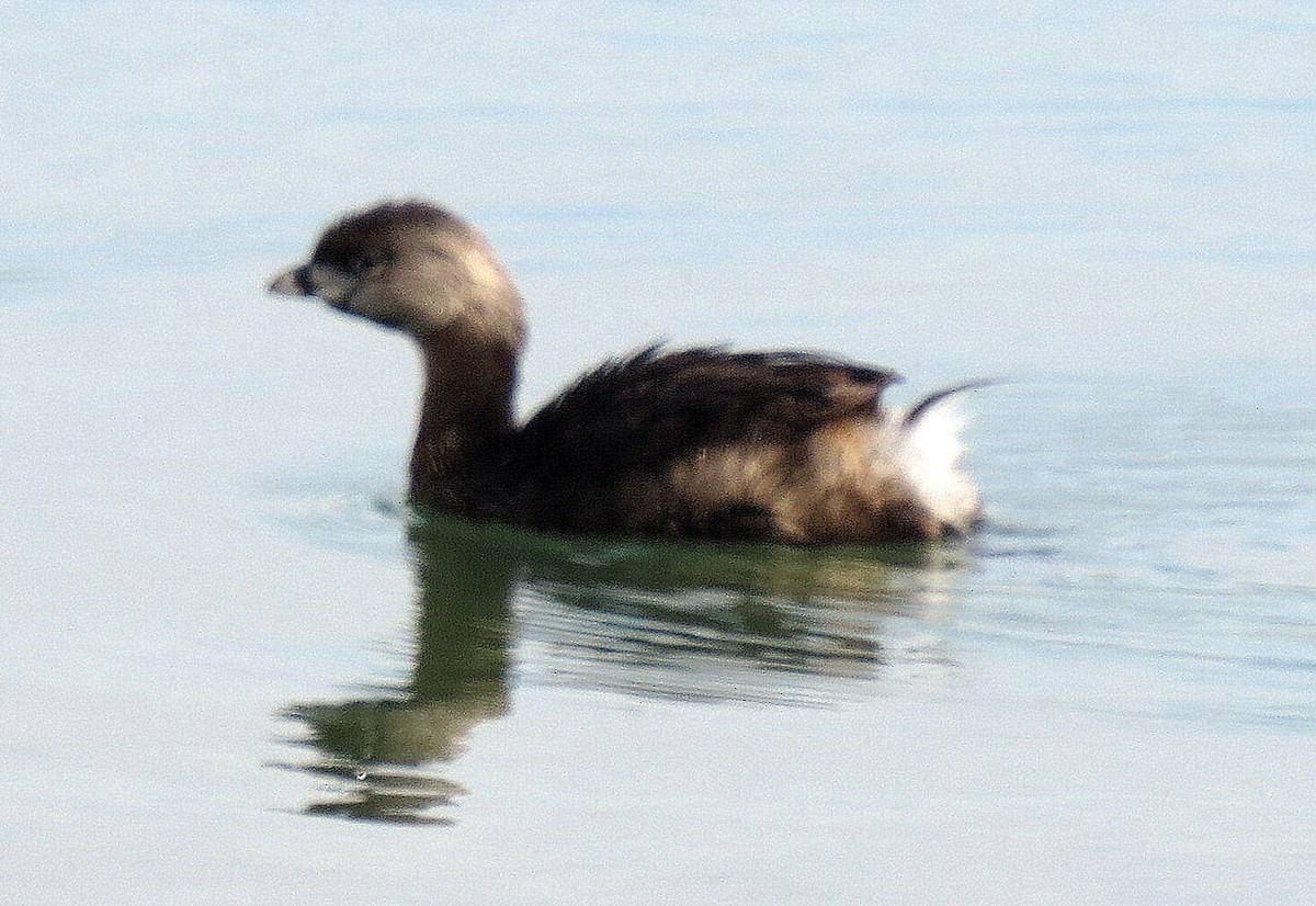 Pied-billed Grebe - ML53199541