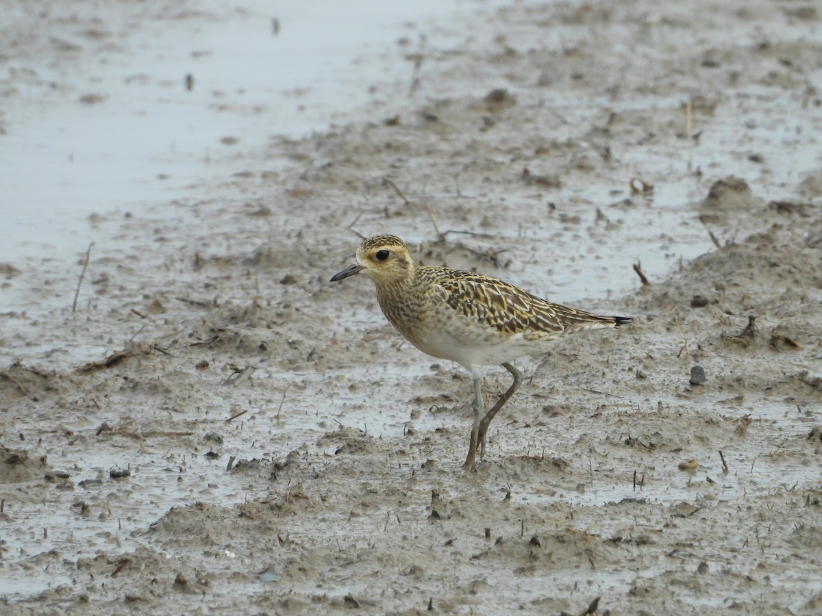 Pacific Golden-Plover - ML531996011