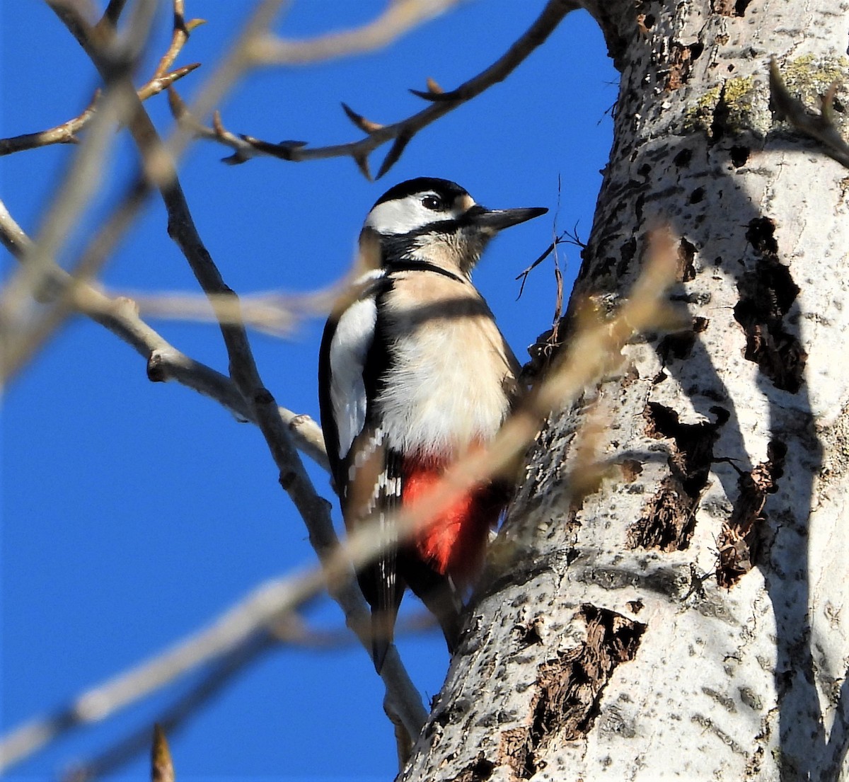 Great Spotted Woodpecker - ML531996461