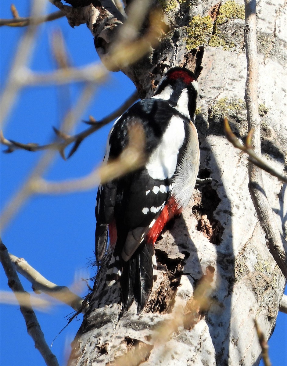 Great Spotted Woodpecker - ML531996491