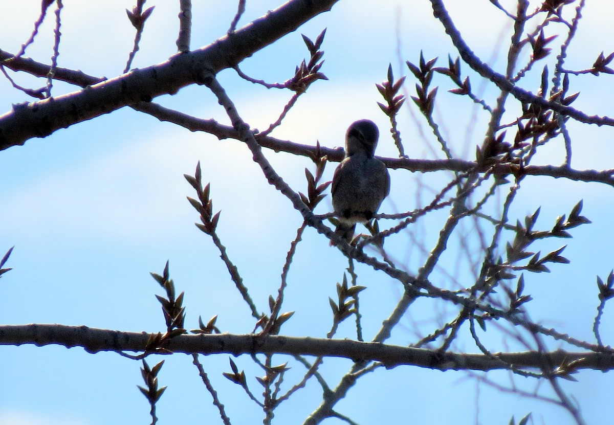 Northern Shrike - ML53199651