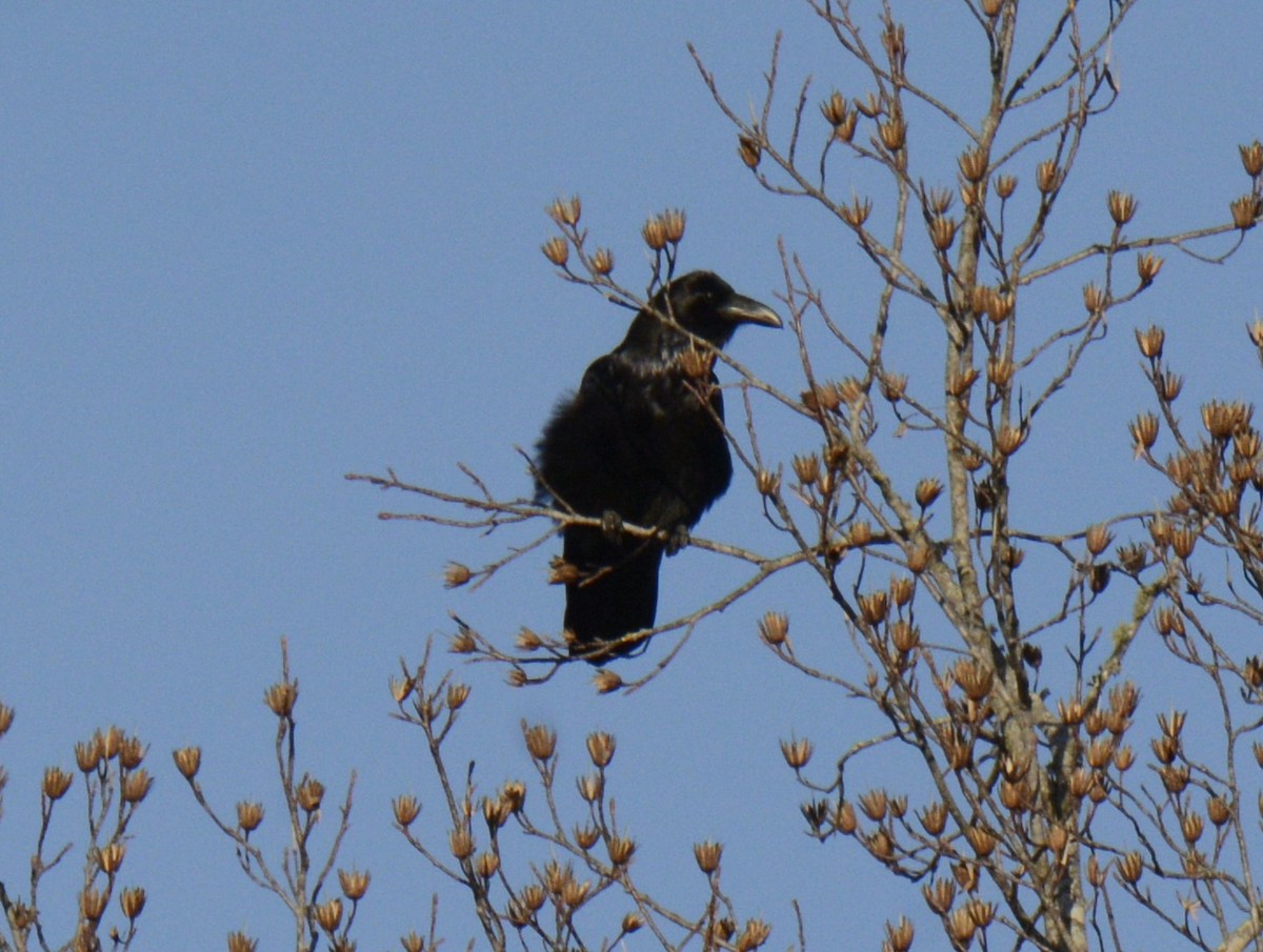Common Raven - ML531998821