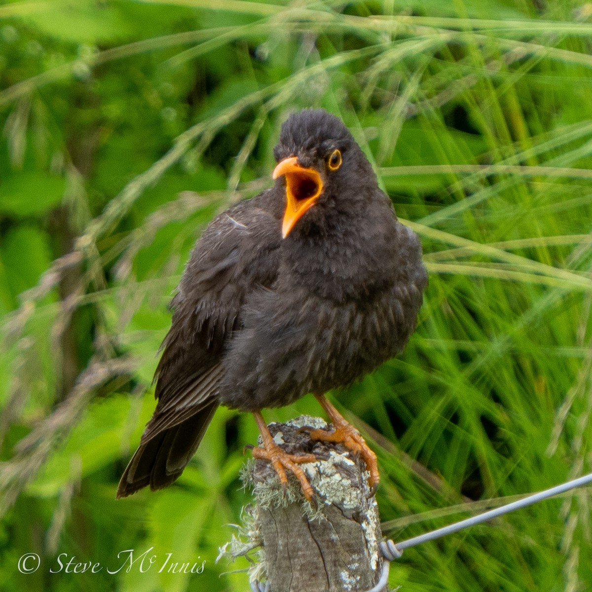 Chiguanco Thrush (anthracinus) - ML531999341