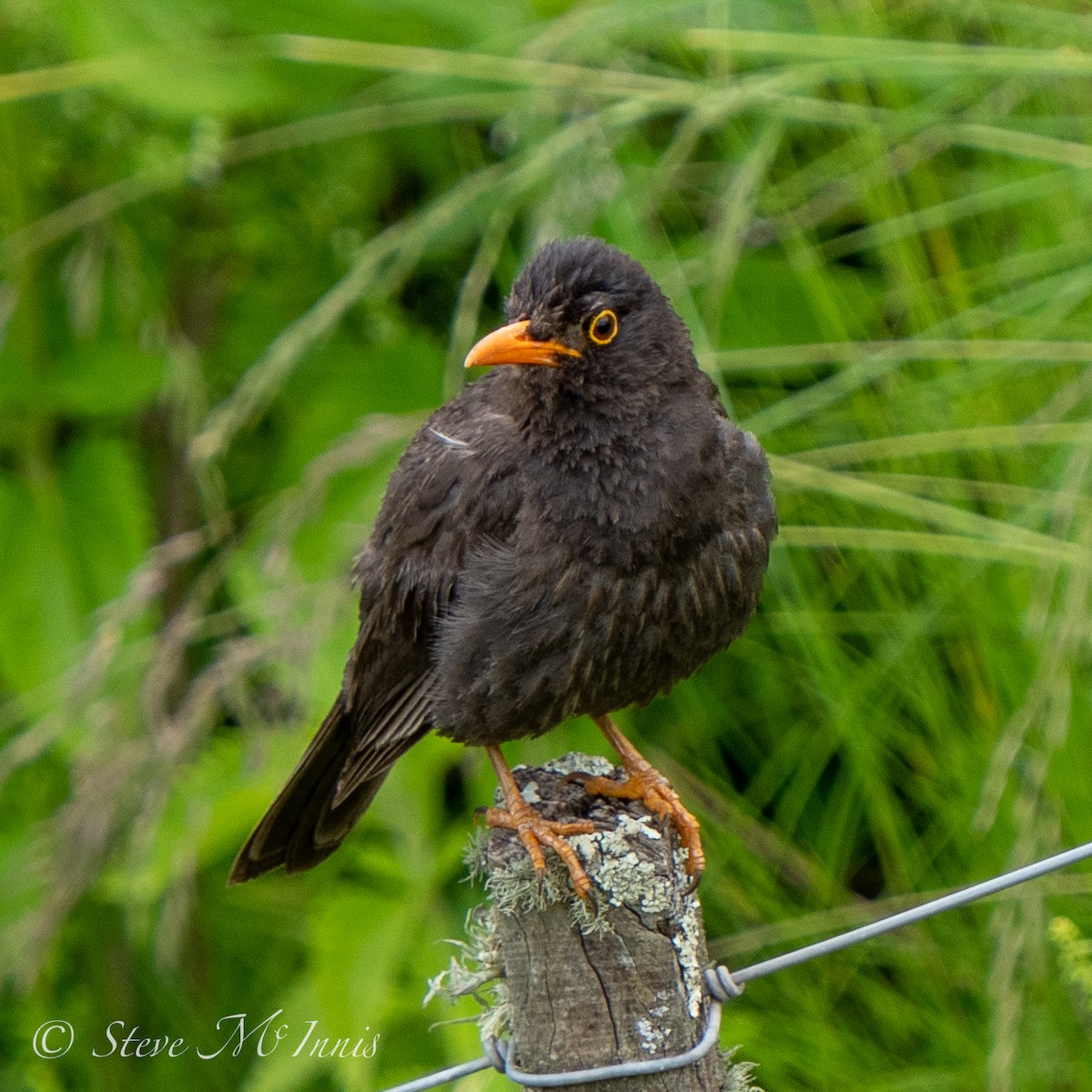 Chiguanco Thrush (anthracinus) - ML531999351