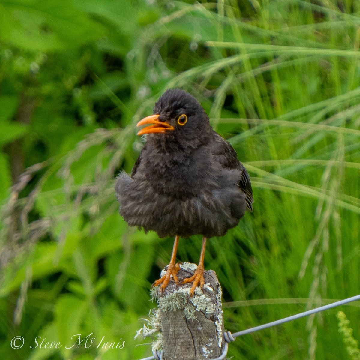 Chiguanco Thrush (anthracinus) - ML531999361