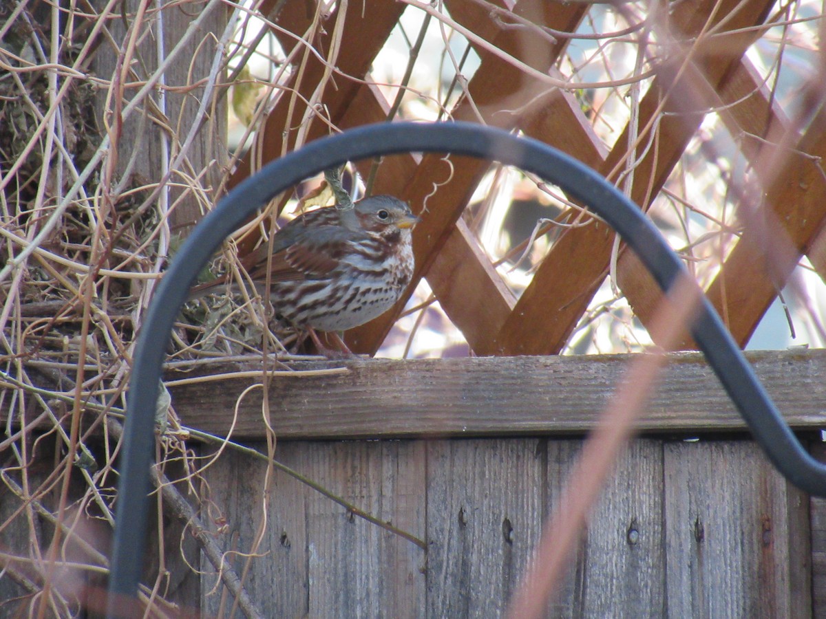 Fox Sparrow (Red) - ML532000561