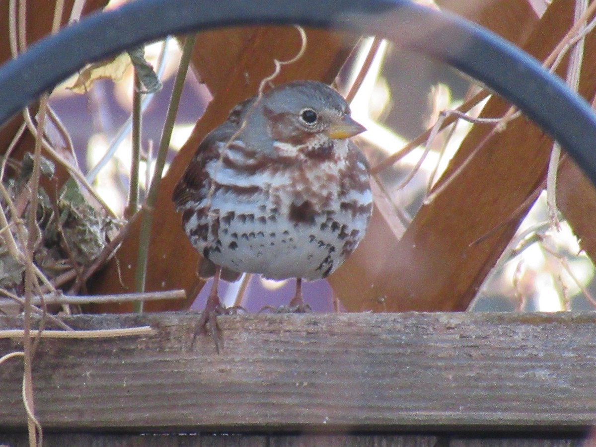 Fox Sparrow (Red) - ML532000601