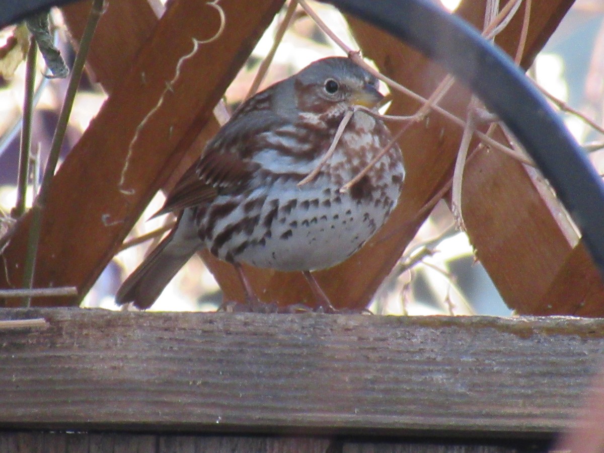 Fox Sparrow (Red) - ML532000681