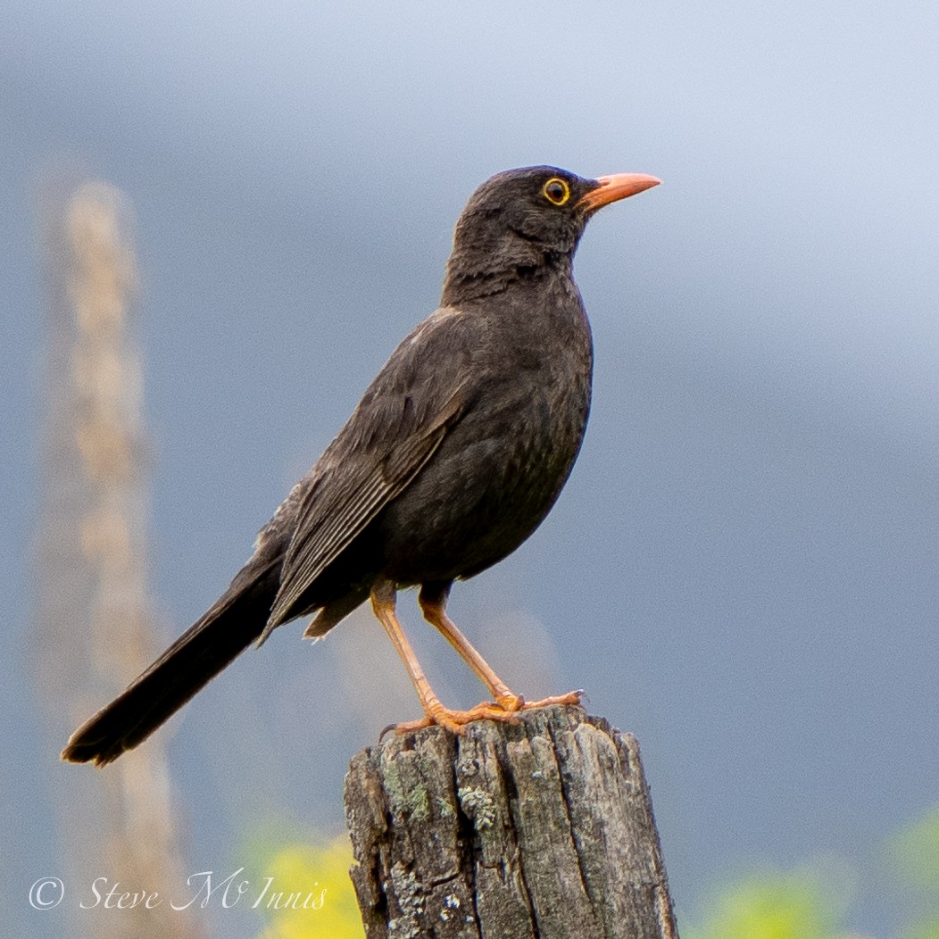 Chiguanco Thrush (anthracinus) - ML532001441