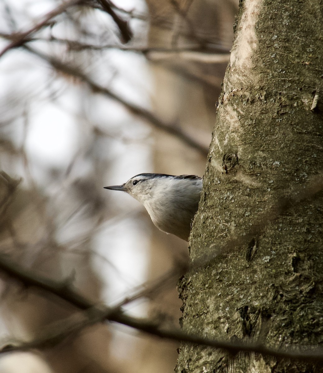 White-breasted Nuthatch - ML532001451