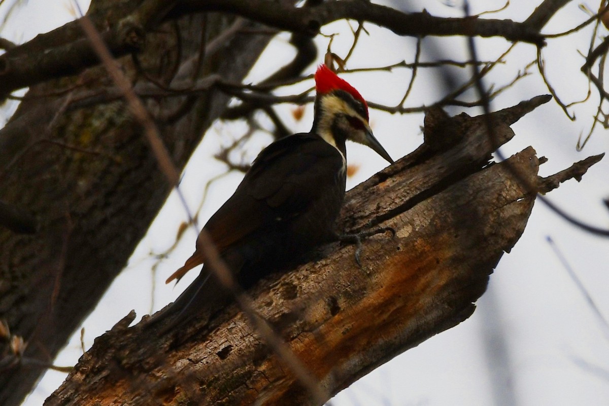 Pileated Woodpecker - ML532001661