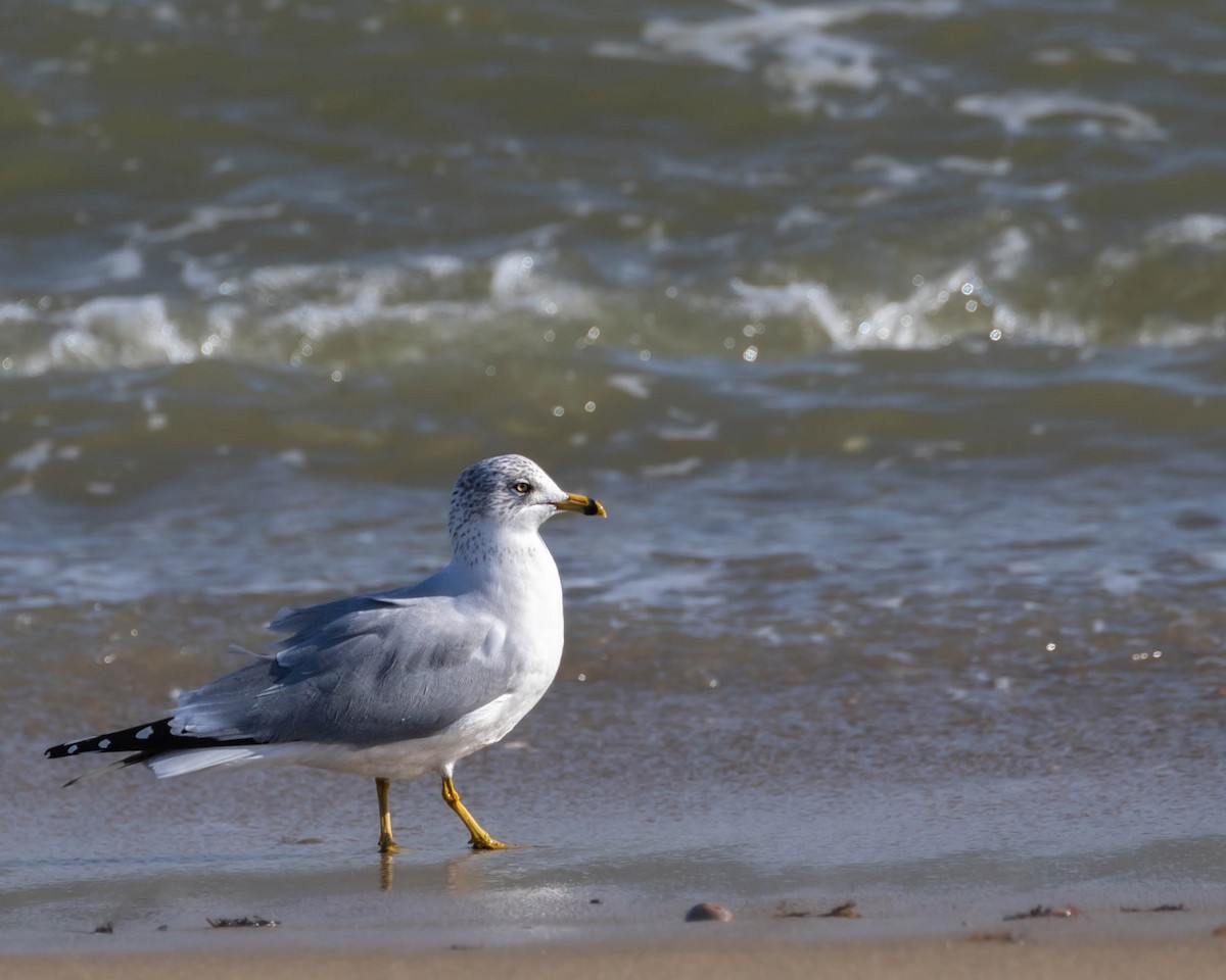 Ring-billed Gull - ML532002131