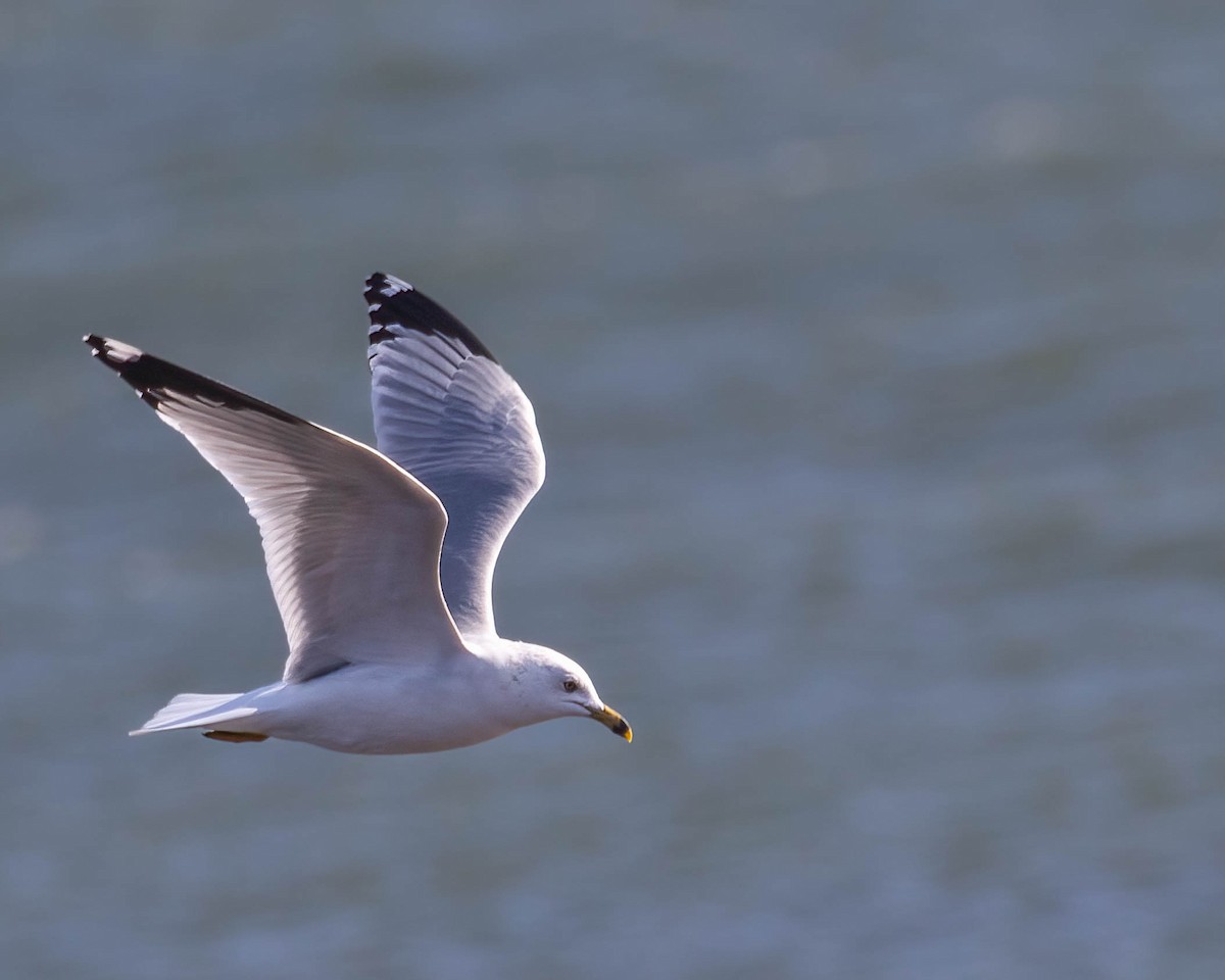 Ring-billed Gull - ML532002611