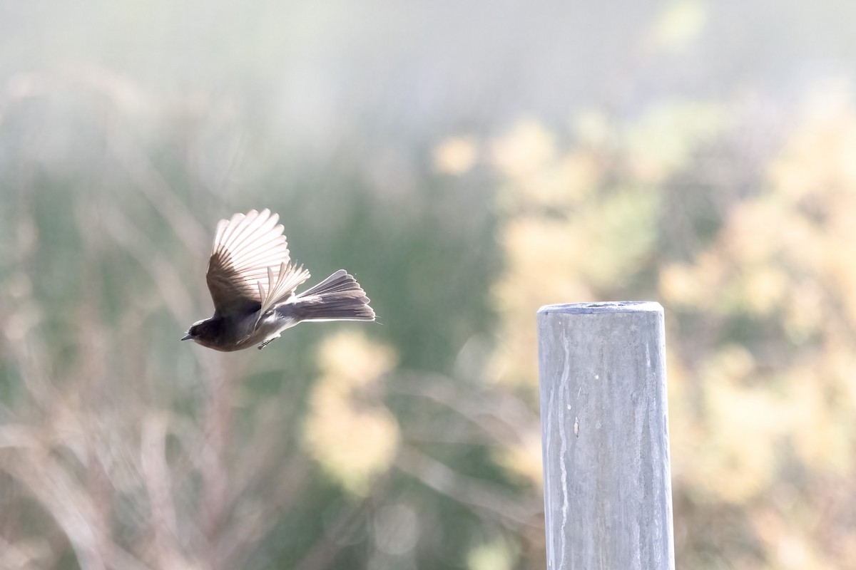 Black Phoebe - ML532003211