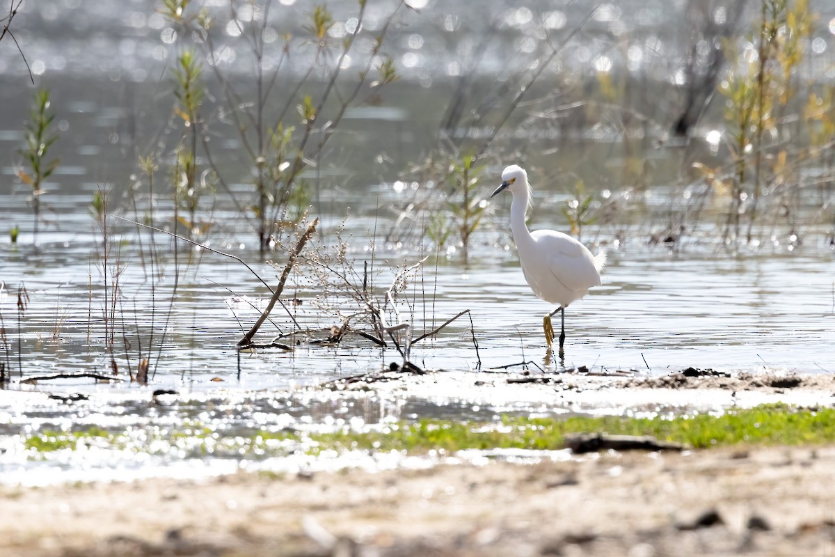 Snowy Egret - Amy Rangel