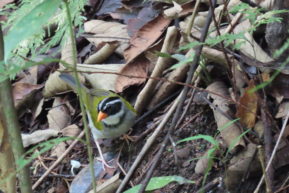 Orange-billed Sparrow - Rubén Darío Gallego Torres