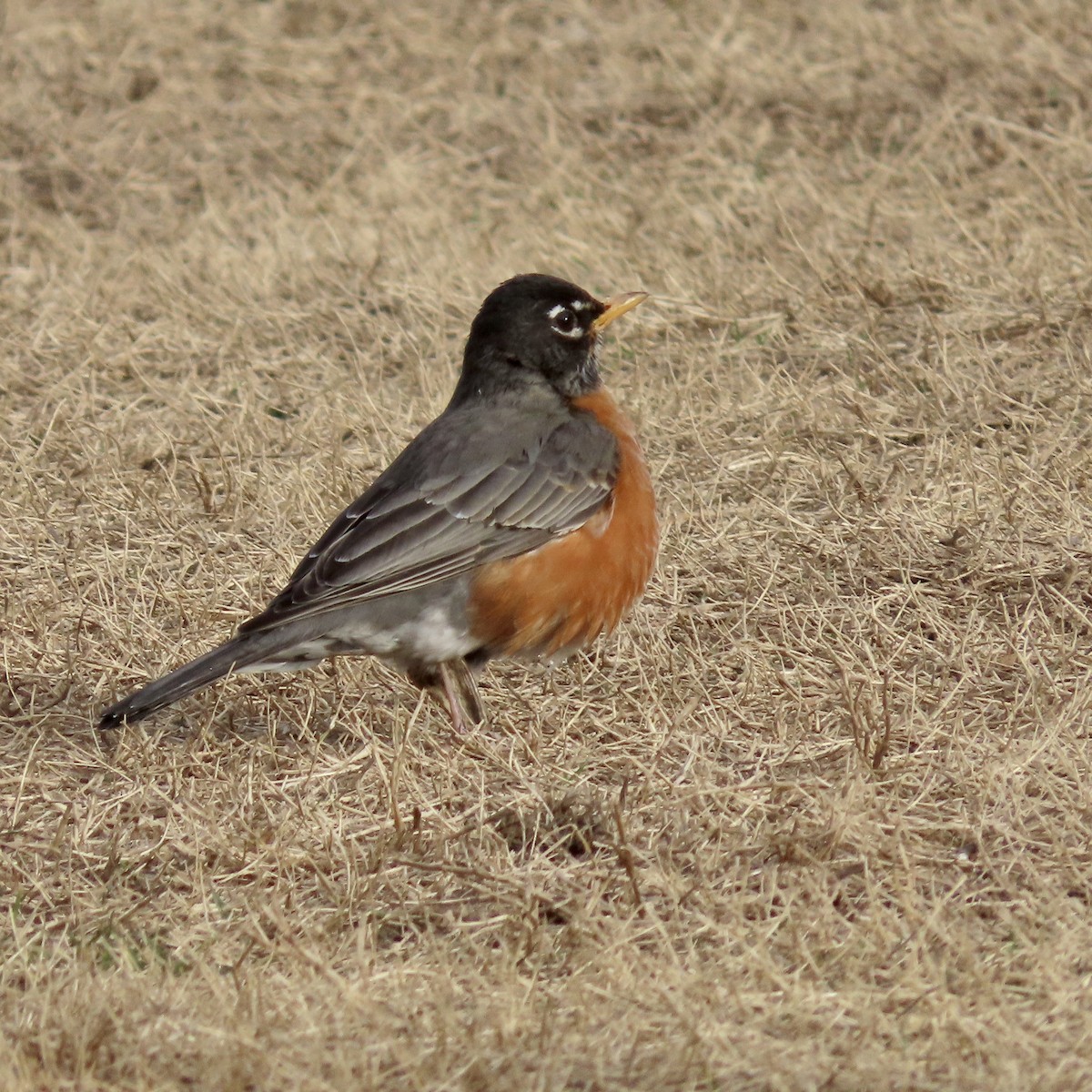 American Robin - ML532003981