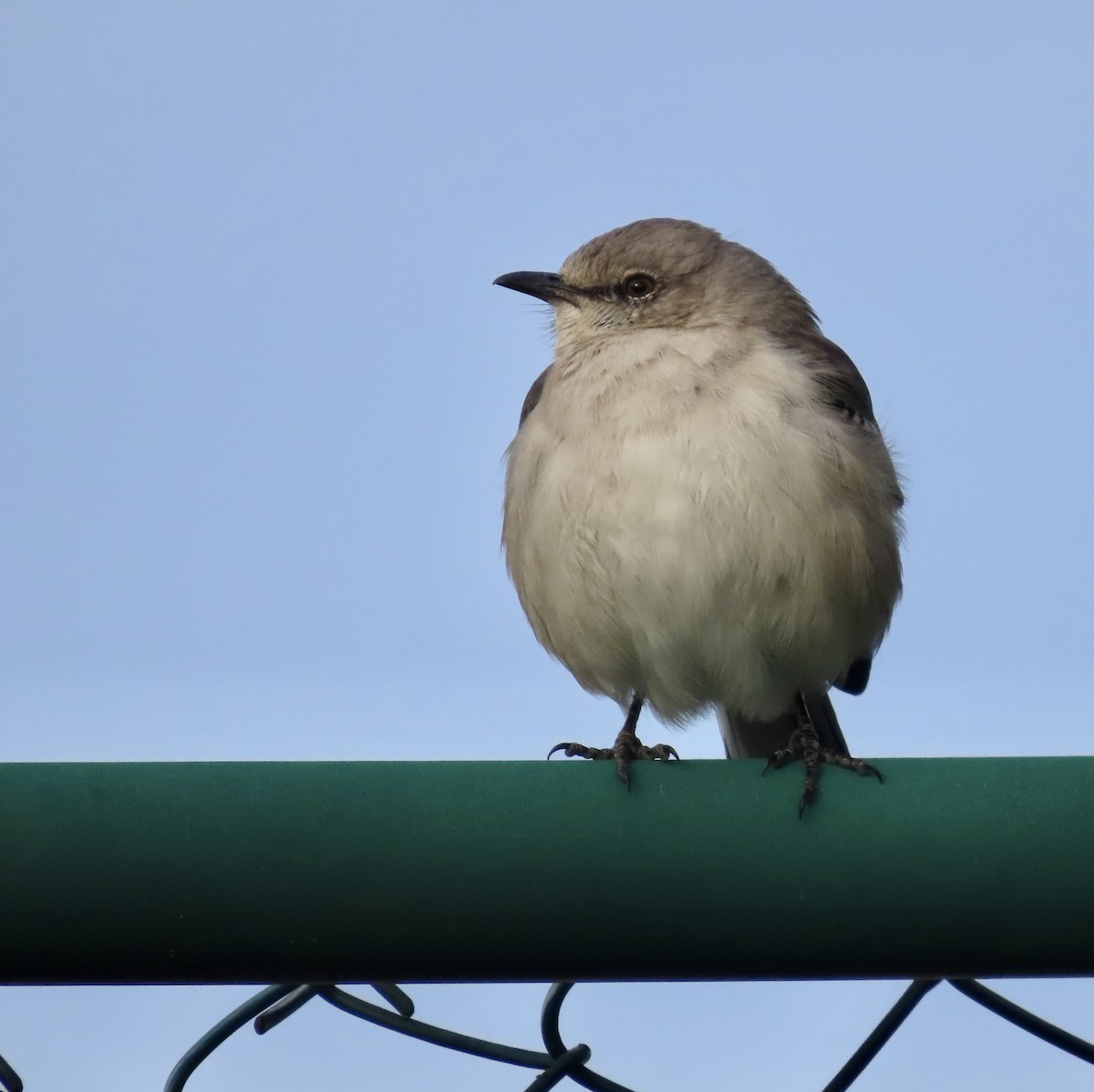 Northern Mockingbird - ML532004071