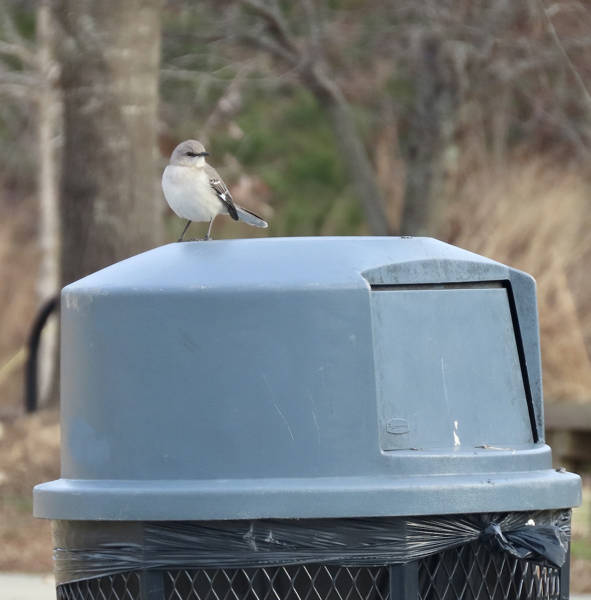 Northern Mockingbird - ML532004091