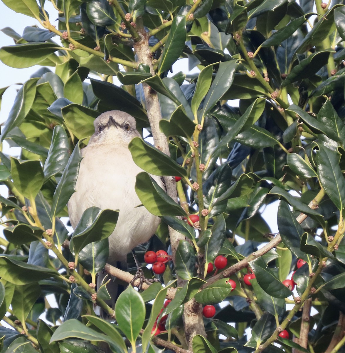 Northern Mockingbird - ML532004111