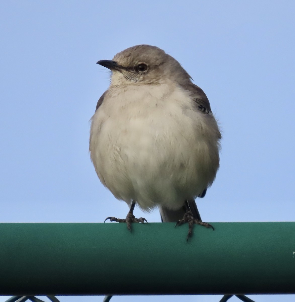 Northern Mockingbird - ML532004121