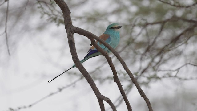 Abyssinian Roller - ML532004151