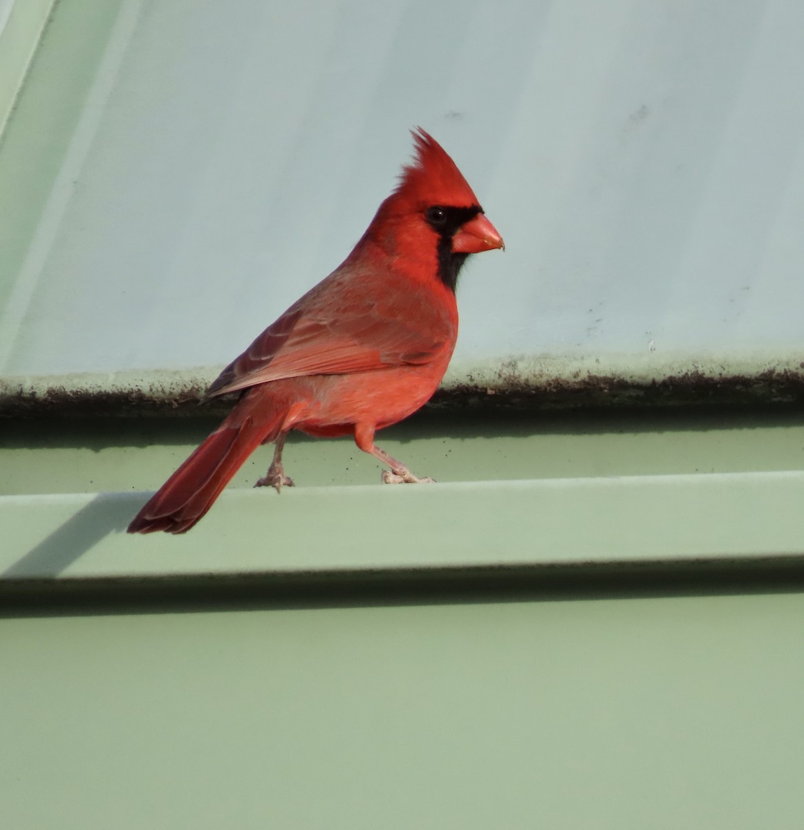 Northern Cardinal - ML532004371