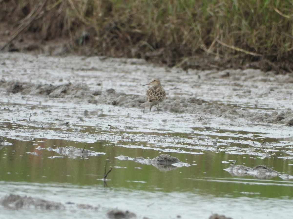 Long-toed Stint - ML532005181