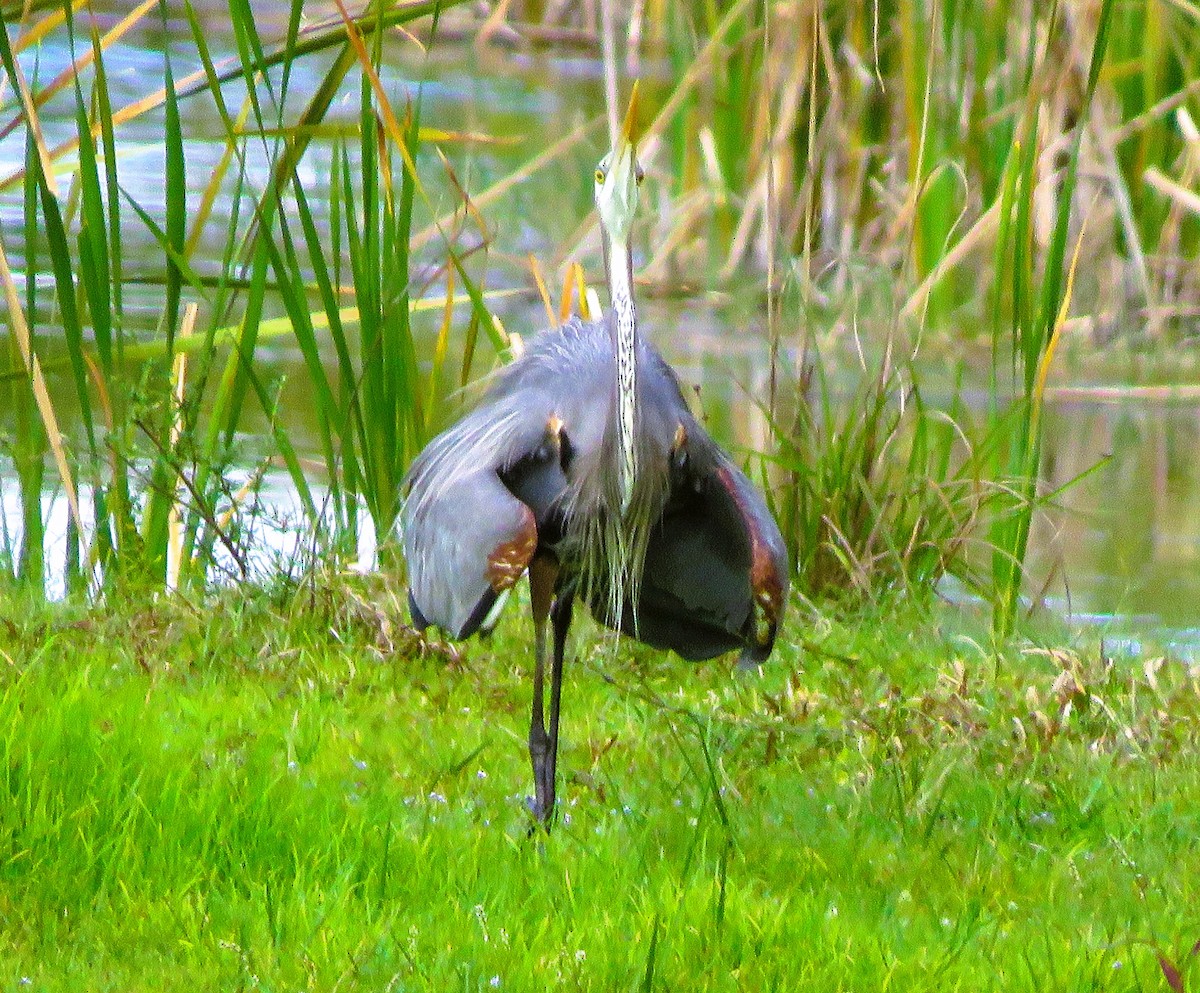 Garza Azulada - ML532005211