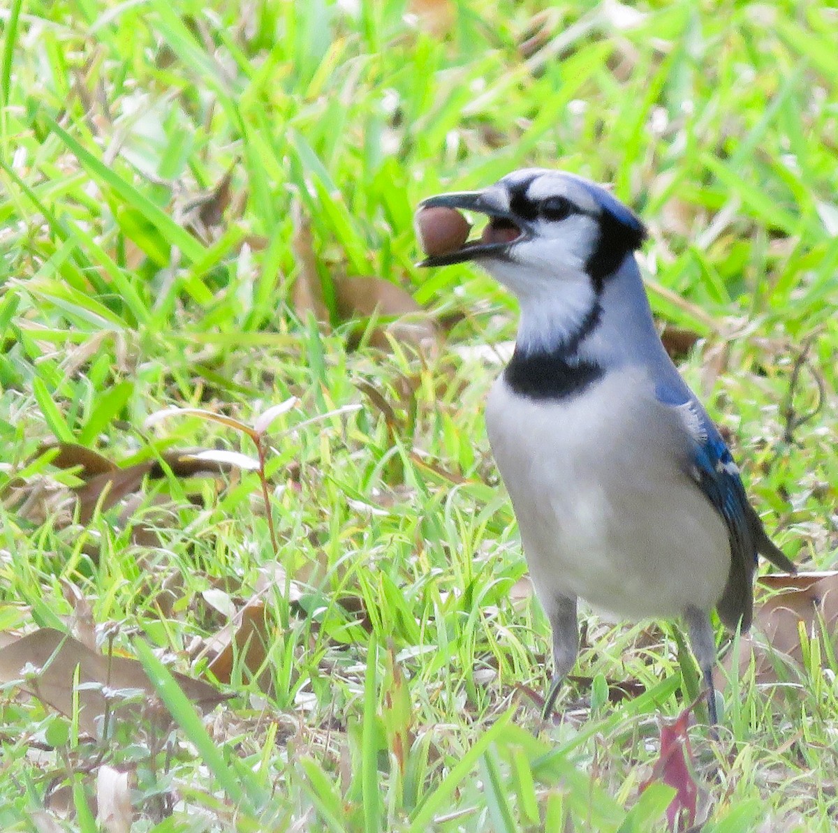 Chara Azul - ML532006021