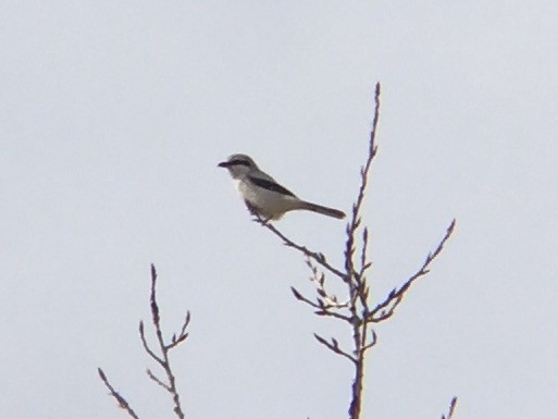 Northern Shrike - ML53200681