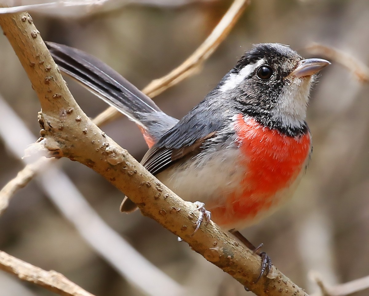 Red-breasted Chat - ML53200711