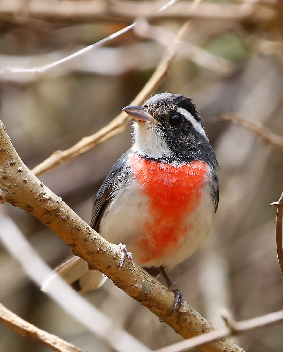 Red-breasted Chat - ML53200811