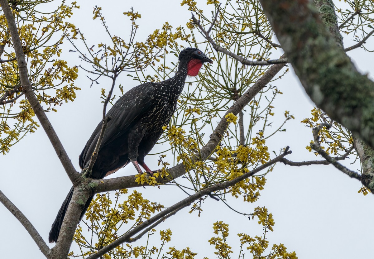 Crested Guan - ML532008341