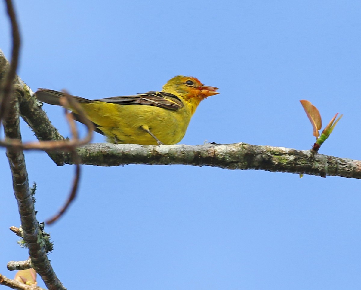 Western Tanager - ML53201051