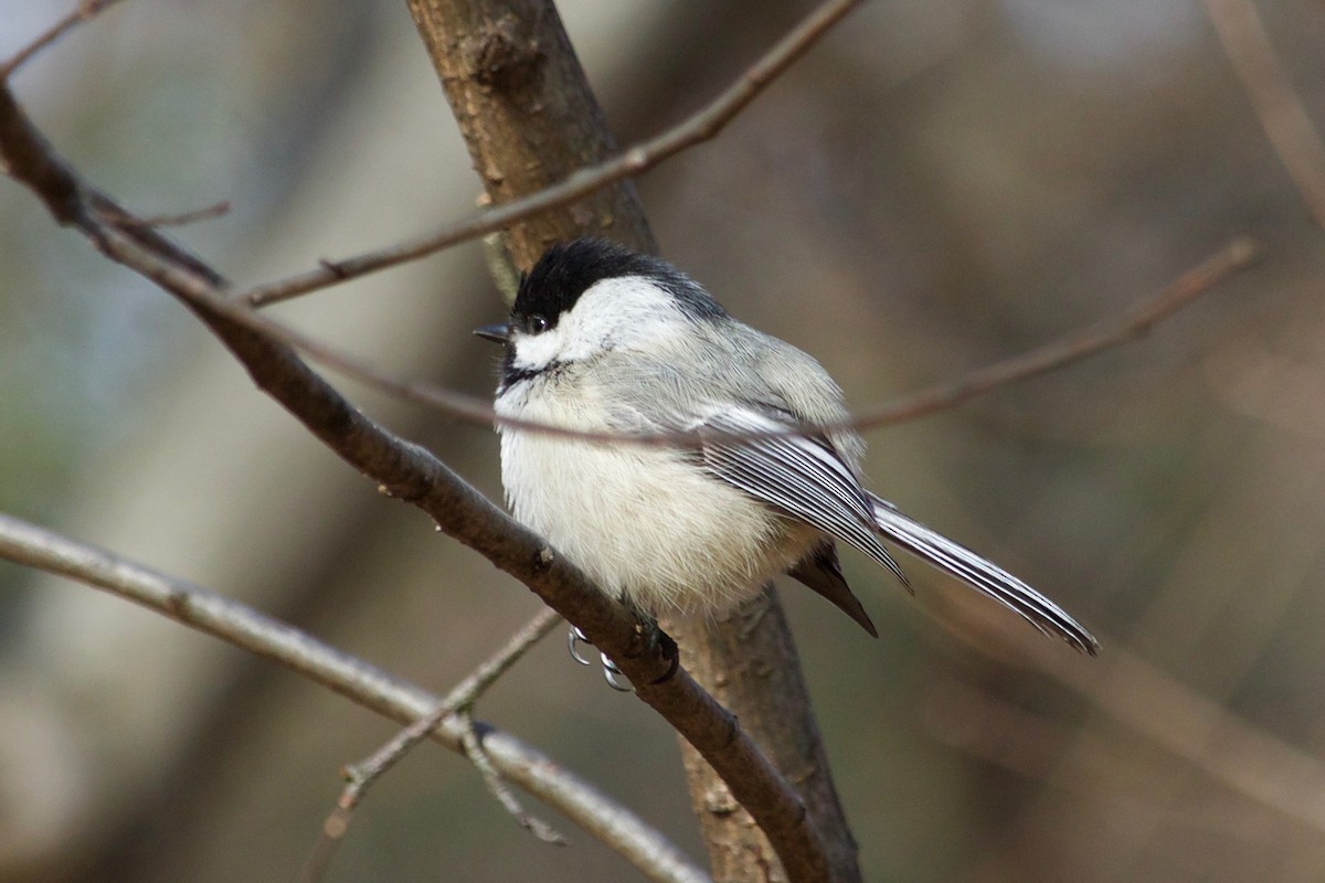 Black-capped Chickadee - ML532011781