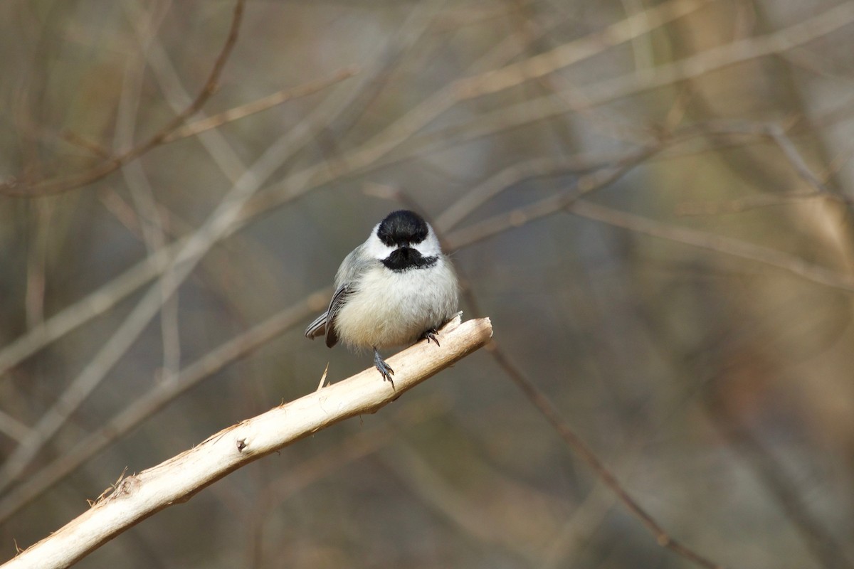 Black-capped Chickadee - ML532011791