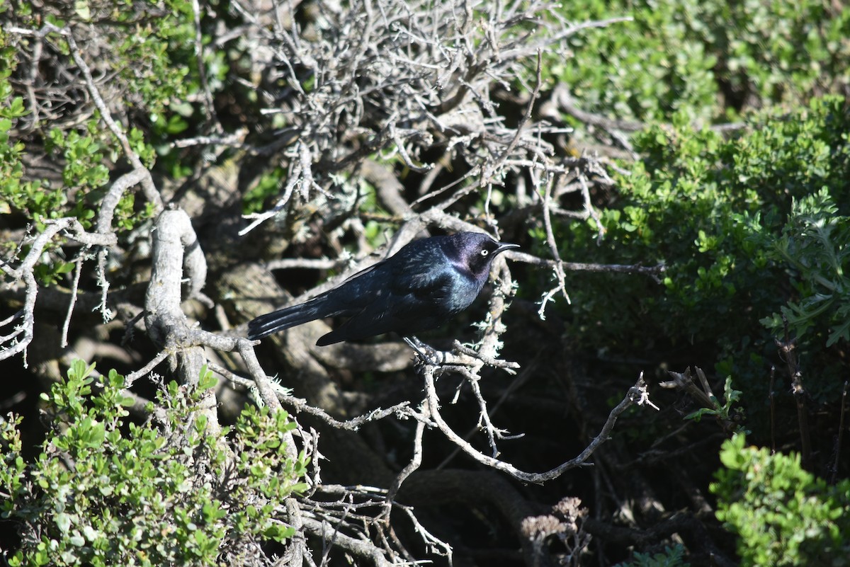 Brewer's Blackbird - ML532011991