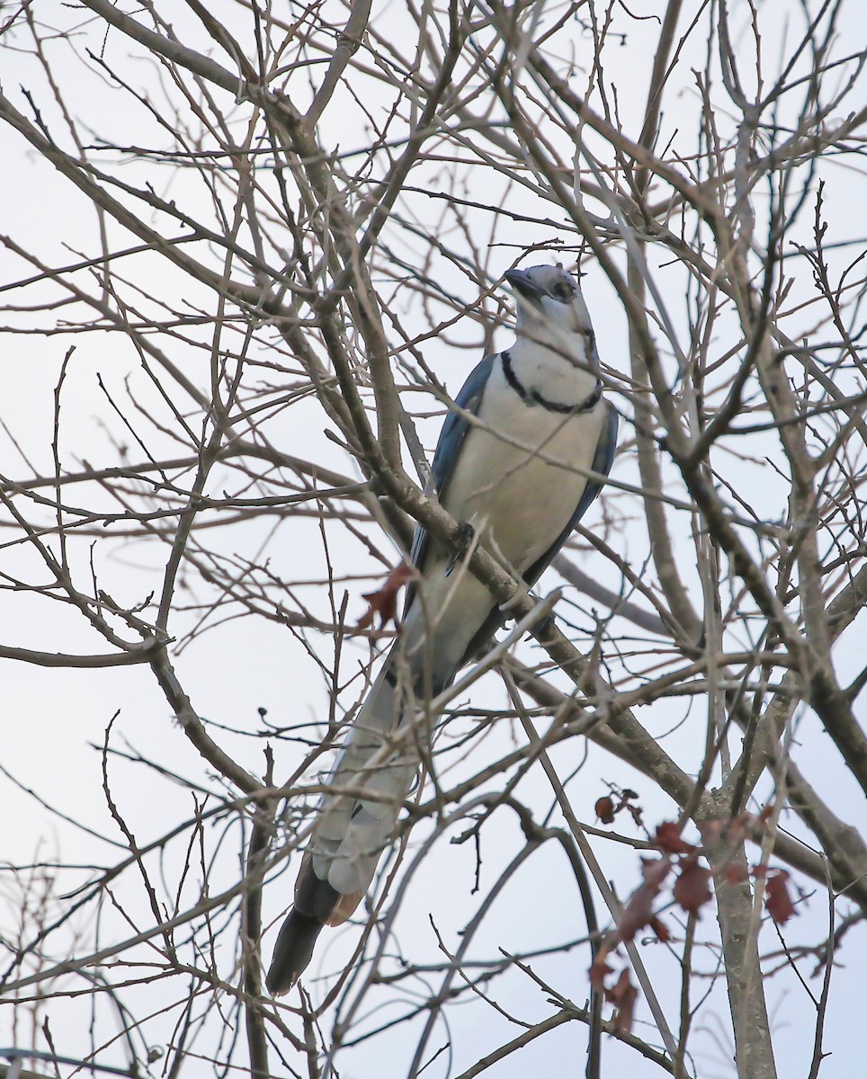 White-throated Magpie-Jay - ML53201231