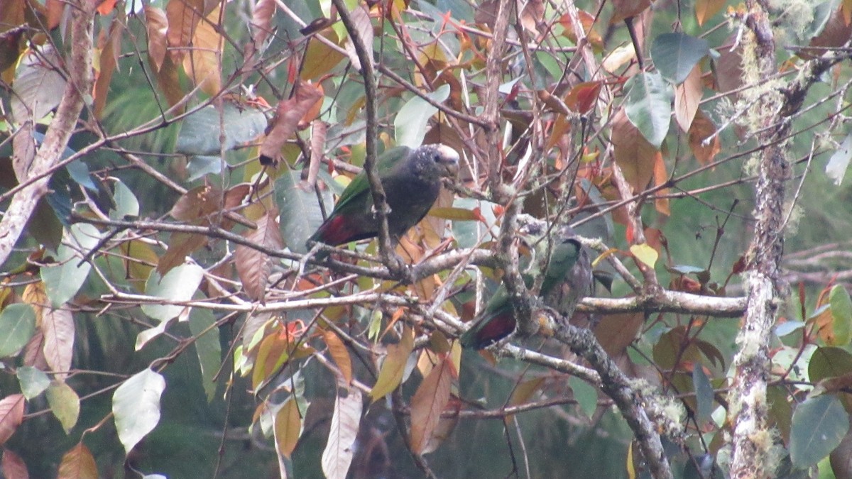 Speckle-faced Parrot - ML532012471