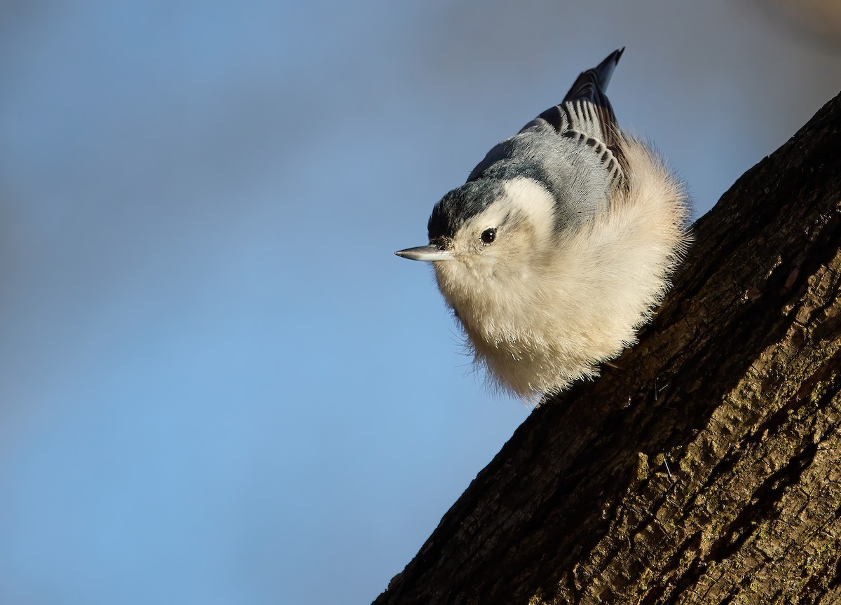 White-breasted Nuthatch - ML532013121