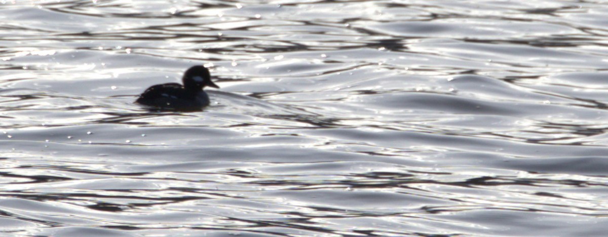 Bufflehead - ML532014461