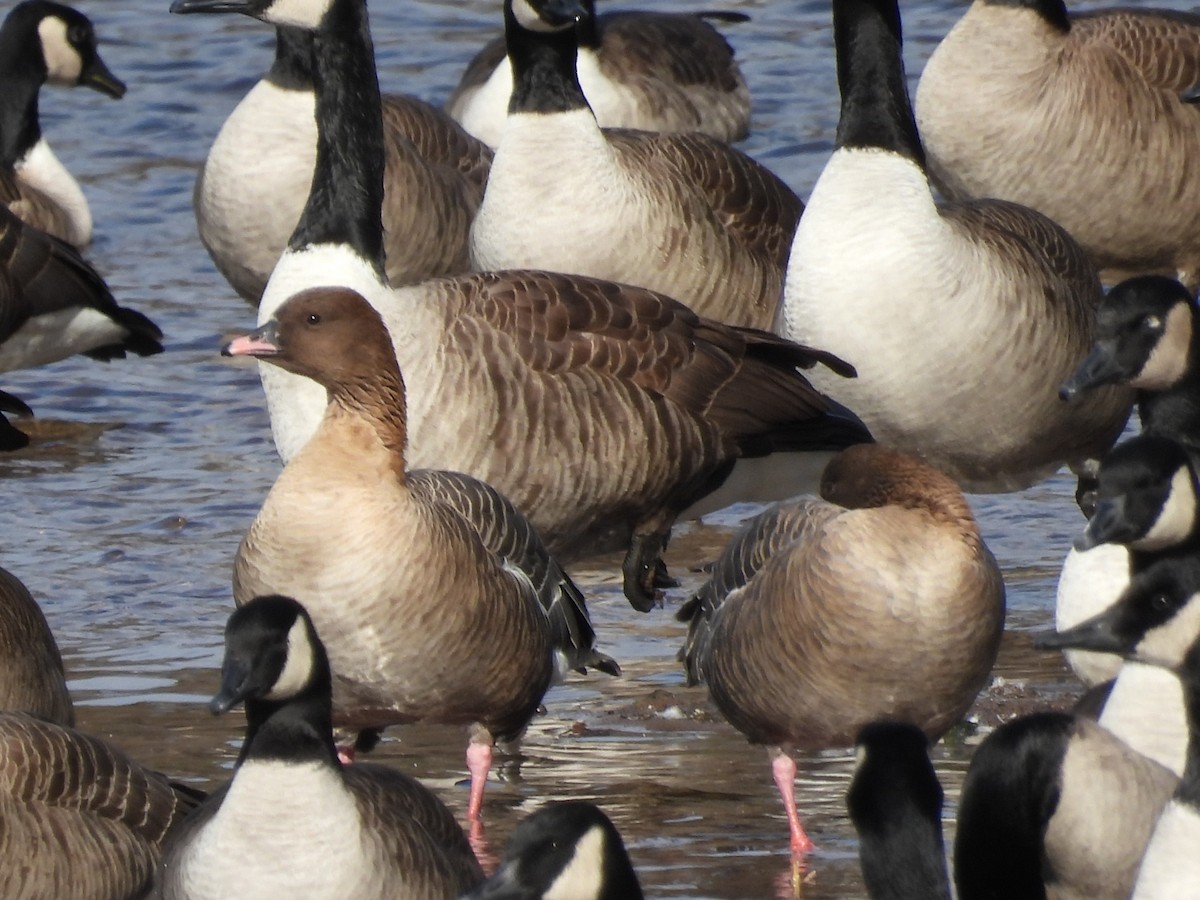 Pink-footed Goose - ML532014981