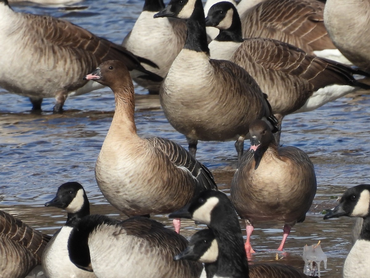 Pink-footed Goose - ML532015001