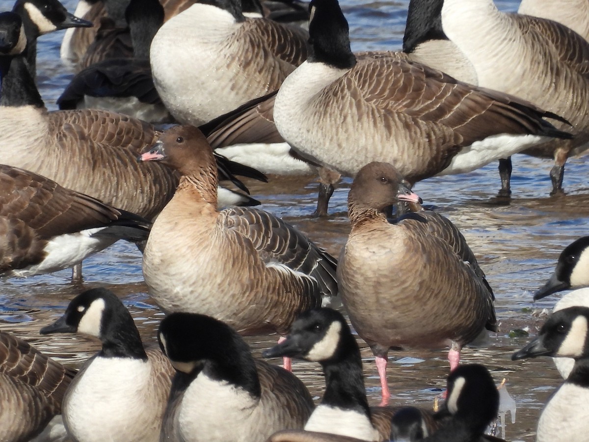 Pink-footed Goose - ML532015031