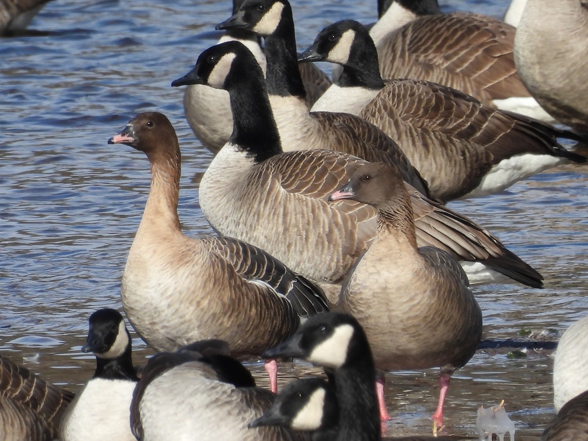 Pink-footed Goose - ML532015051