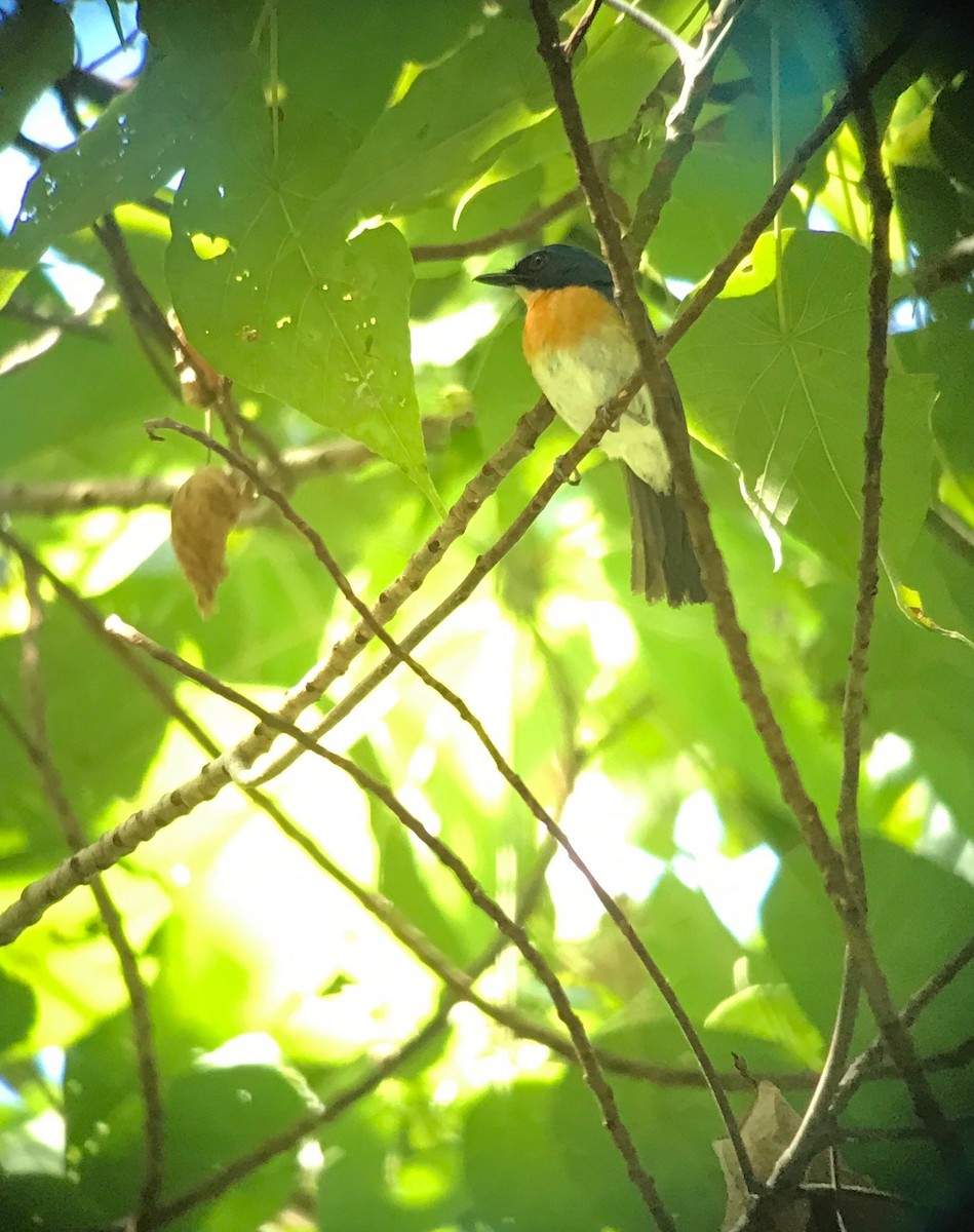 Palawan Blue Flycatcher - David Tomb