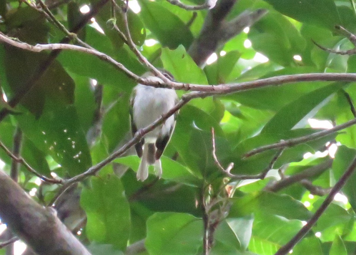 Alagoas Tyrannulet - José Antonio Vicente Filho