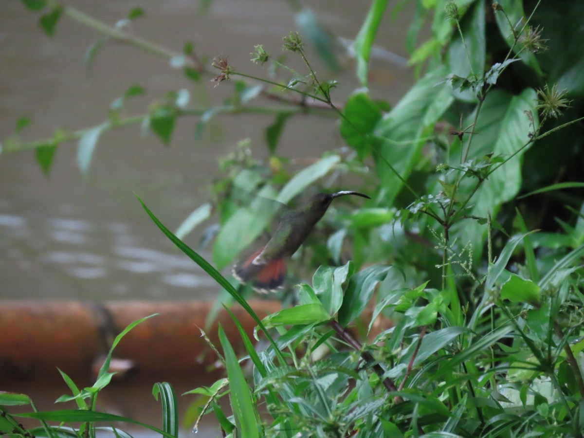 Rufous-breasted Hermit - Carlos Alberto  Arbelaez Buitrago